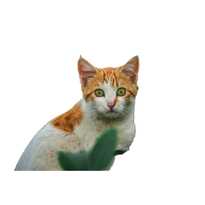 A Charming Ginger Cat With Striking Eyes Captured Amidst A Lush Garden Setting. 17393 - Cat PNG image with transparent background
